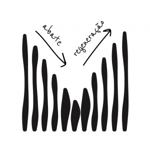regeneração das florestas
